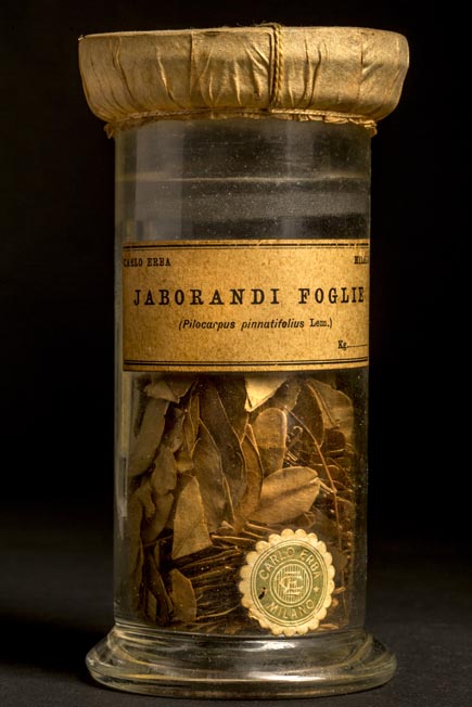 JABORANDI - foglie